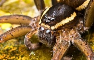 بازگشت عنکبوت‌های غول‌پیکر که روی آب راه می‌روند