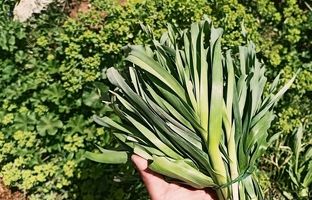 سیرموک چیست؟ چه غذاهایی می شود با آن درست کرد؟ 