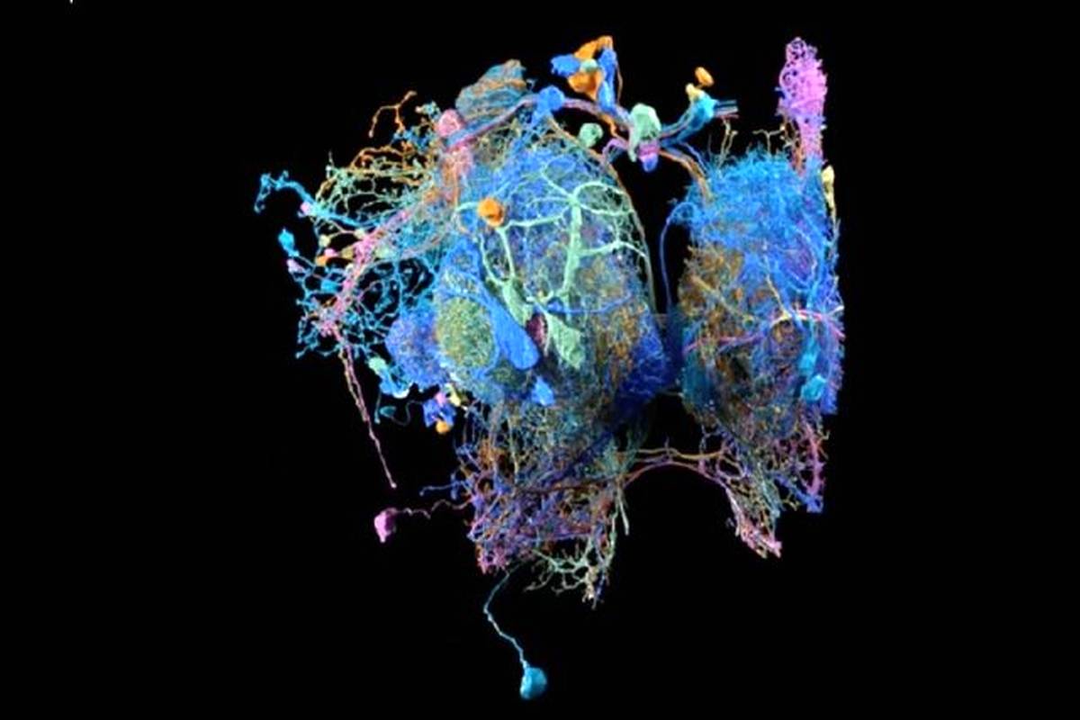 سرنخ درک حافظه انسان در عضلات نهفته است