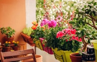 گیاهان آپارتمانی مناسب برای بالکن در فصل بهار