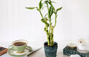  روش نگهداری بامبو لوتوس در منزل