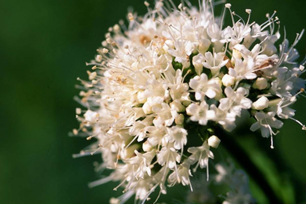راهنمای نگهداری از گیاهان؛ سنبل‌الطیب، گیاهی برای دور کردن چشم زخم