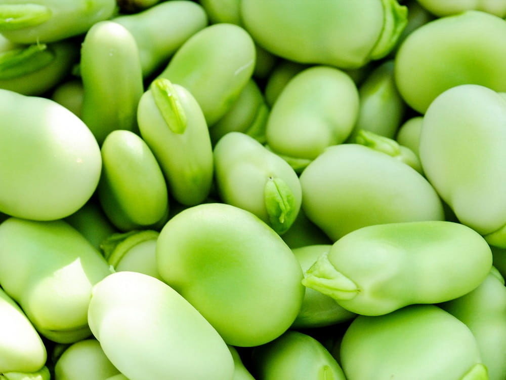 خوشمزه بپزید؛ چگونه باقلا را آماده کنیم، از پوست‌گیری تا خشک کردن بهینه