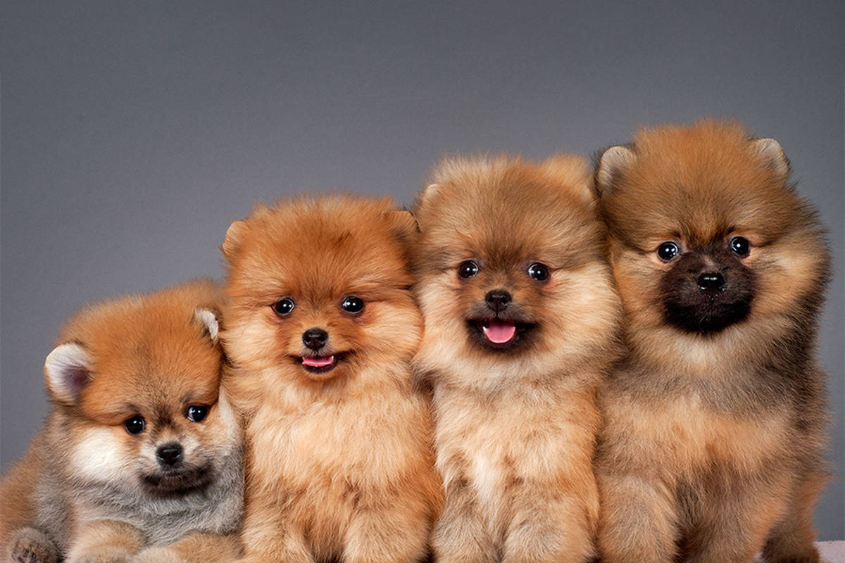  هزینه نگهداری یک سگ در خانه چقدر است؟ 