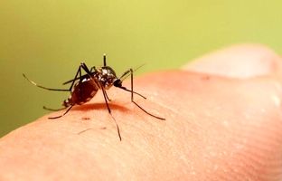 مسافران نوروزی مراقب باشند؛ پشه آئدس در کمین است
