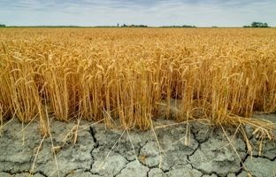عربستان در سال 2030؛ بیابان هایی که تبدیل به زمین کشاورزی شدند؟