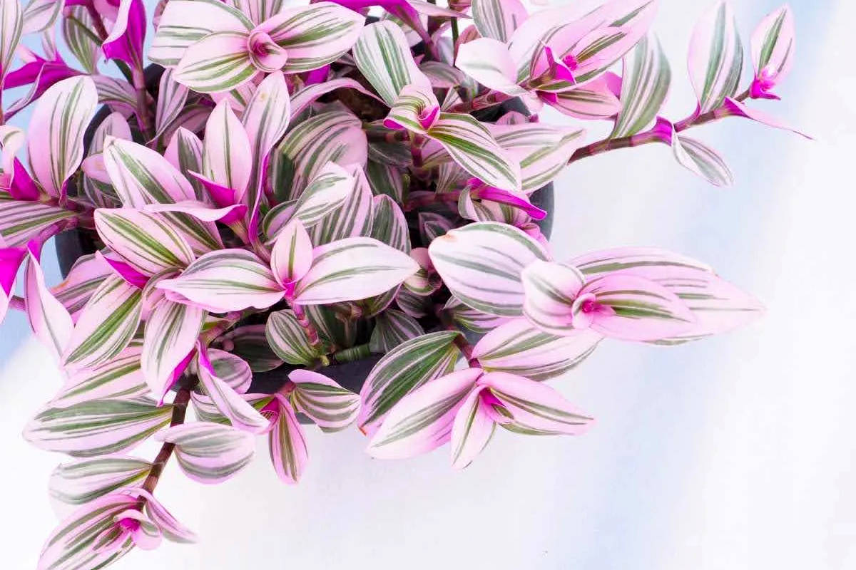 روش نگهداری، پرورش و تکثیر گیاه برگ بیدی