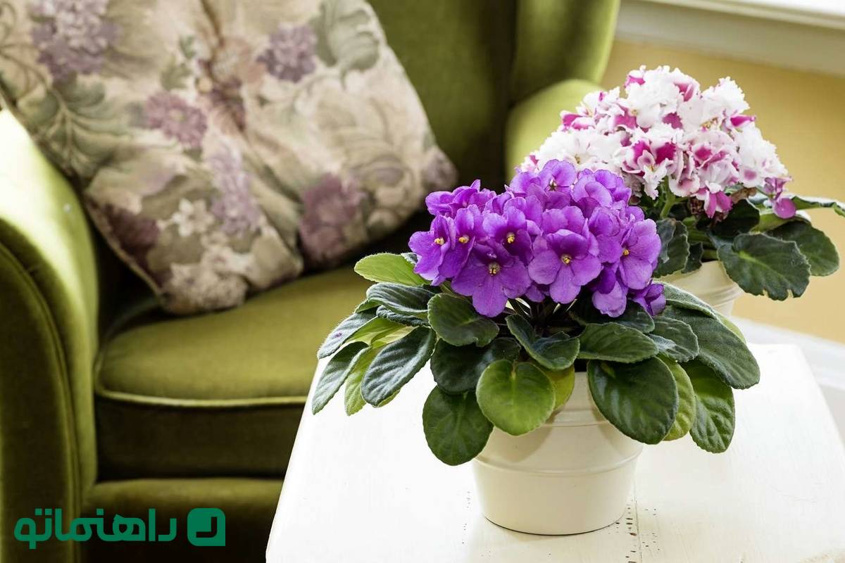 کوچولوهای سبز؛ با محبوب‌ترین گیاهان آپارتمانی مینیاتوری آشنا شوید