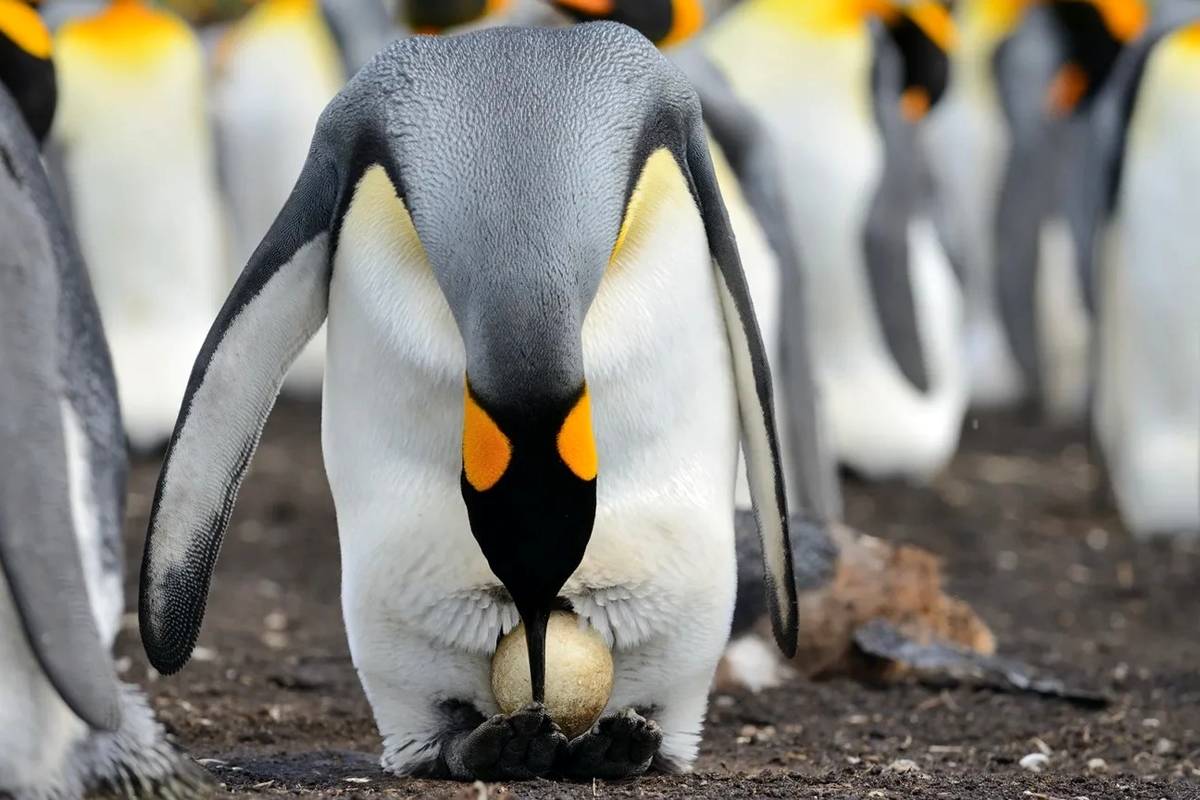اگر تخم پنگوئن را آبپز کنیم چه میشود؟ + عکس
