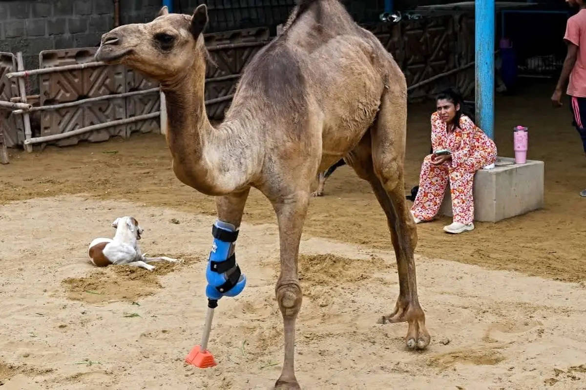 شتر پاکستانی با پای مصنوعی دوباره راه رفتن را آموخت + ویدئو
