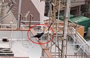 علاقه عجیب کلاغ‌ها به سرقت چوب لباس + ویدئو