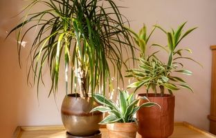 انواع گیاه دراسنا / بهترین گیاه دراسنا برای نگهداری در آپارتمان
