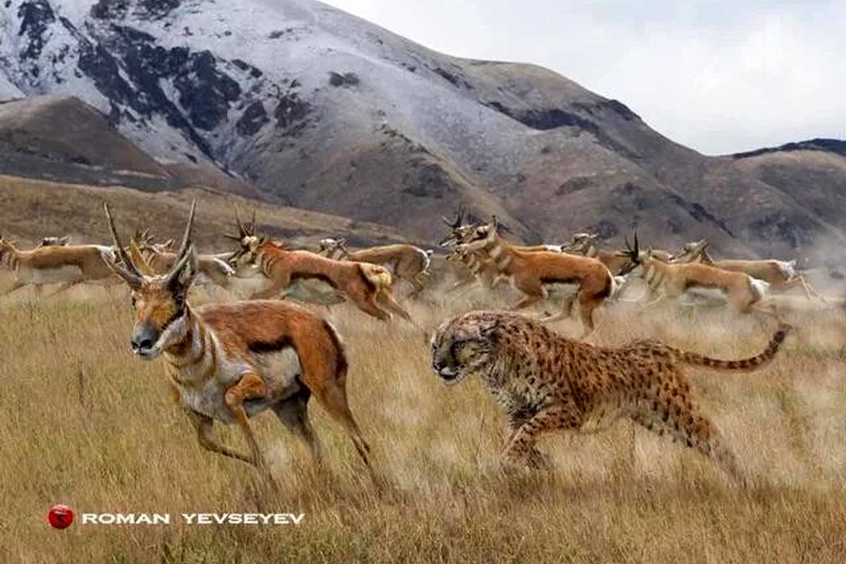 بزرگترین یوزپلنگ دنیا، به بزرگی یک ببر بنگال!