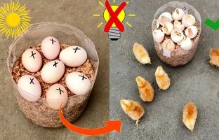  چگونه یک دستگاه جوجه کشی ساده با بطری پلاستیکی بسازیم؟ + ویدئو
