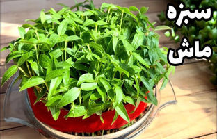 آموزش درست کردن «سبزه ماش» برای عید در 10 روز + ویدئو