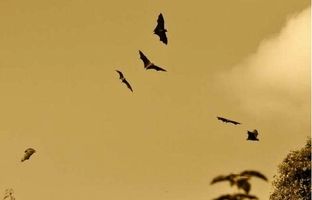آنچه باید درباره خفاش‌ها و هاری بدانید