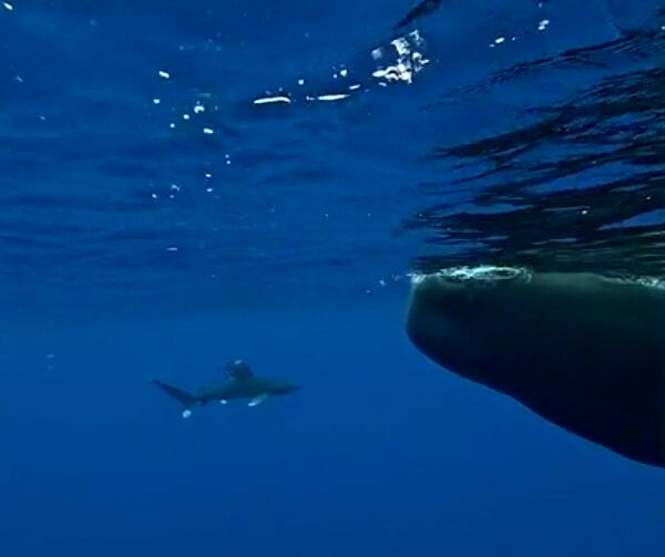 دو نهنگ عنبر، غواصی را از چنگ کوسه نجات دادند