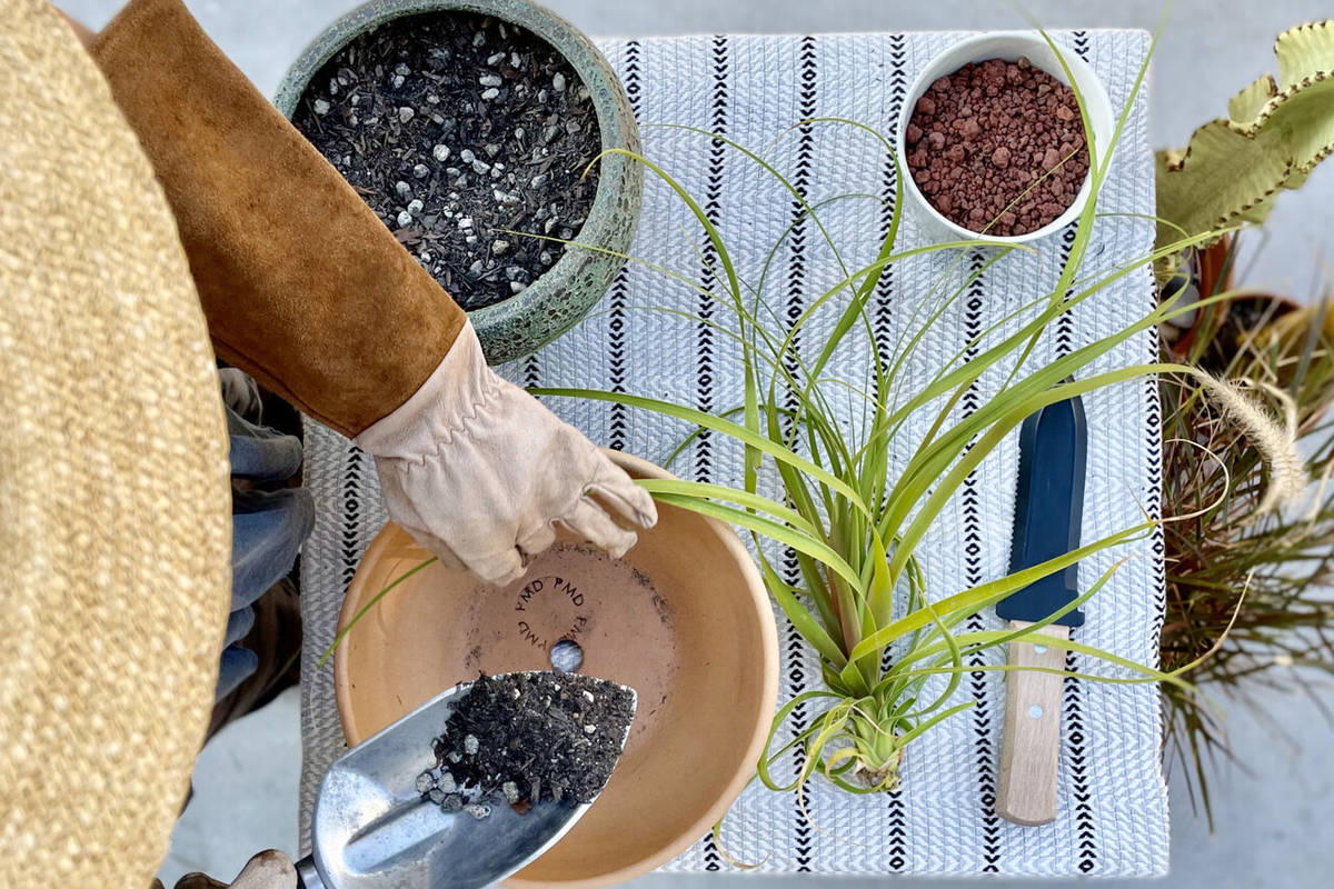 تفاله چای را دور نریزید ! | فواید تفاله چای برای گیاهان را بدانید + روش استفاده از تفاله چای برای گلدان