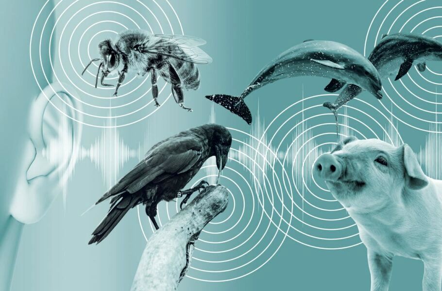 هوش مصنوعی به ما کمک خواهد کرد تا نام مخفی حیوانات را کشف کنیم!