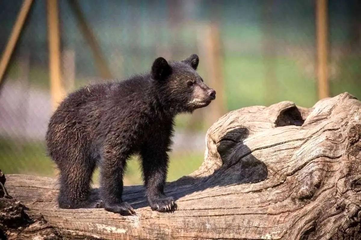 سرنوشت توله خرس گمشده پارک پردیسان تهران چه شد؟
