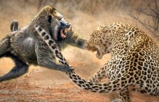  لحظه باورنکردنی حمله گروهی بابون‌ها به یک پلنگ حین تلاش برای شکار! + ویدئو