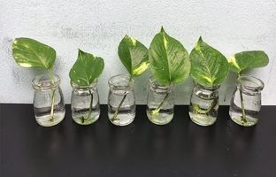 دو روش ساده و سریع برای تکثیر گیاه پتوس + ویدئو