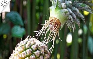  چگونه در خانه آناناس پرورش دهیم؟ + ویدئو