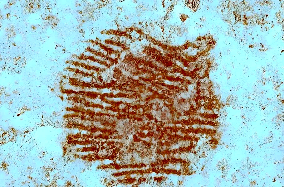 قدیمی‌ترین اثر انگشت انسان با قدمت 43 هزار سال در اسپانیا کشف شد