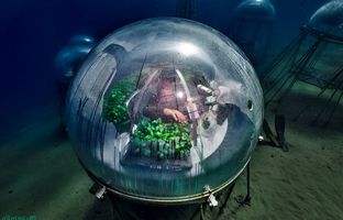 عجیب‌ترین مزرعه جهان در زیر آب! +ویدئو