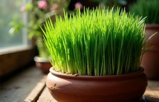 راهنمای سفره هفت سین ۱۴۰۴: رازهای کاشت سبزه گندم زیبا و پرپشت