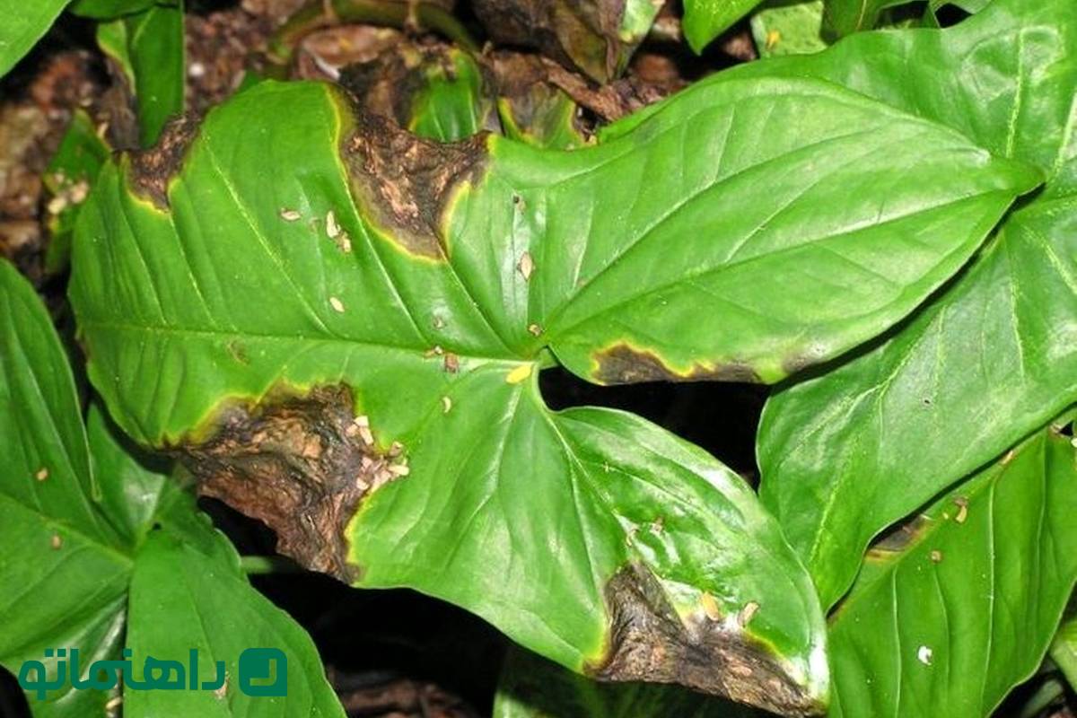 چرا برگ‌های گیاهان آپارتمانی سیاه می‌شوند؟ دلایل و راه‌حل‌ها