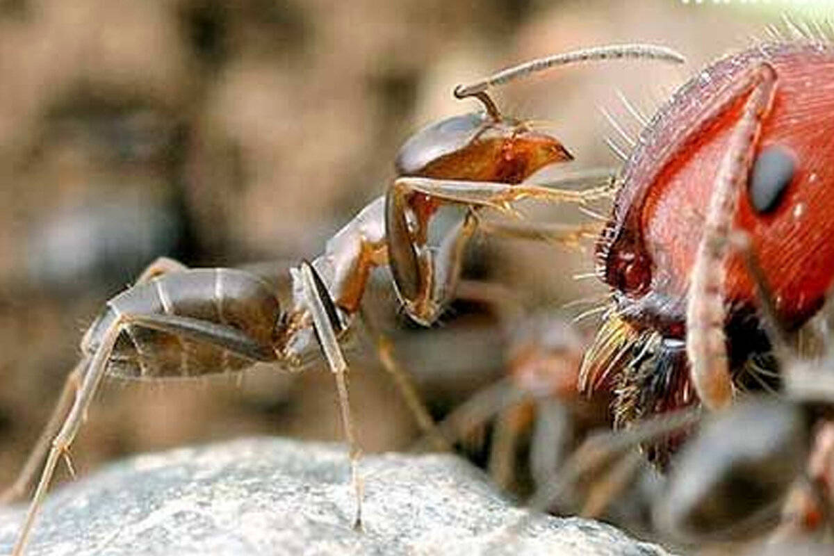 (ویدئو)  هوش و اتحاد بینظیر مورچهها برای بردن یک جیرجیرک به لانه خود؛ عبور از موانع سخت!