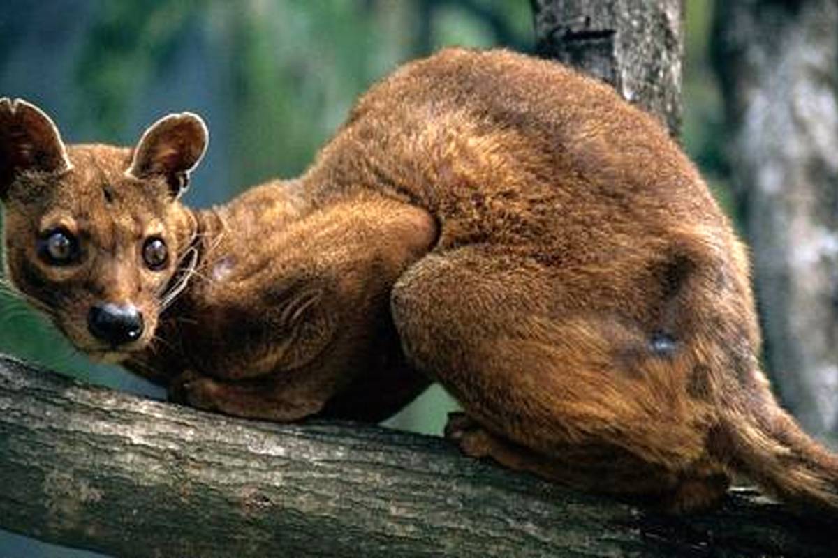 (عکس) فوسا؛ موجودی عجیب شبیه گربه و سگ که با یک لیس فرد را بیهوش میکند!