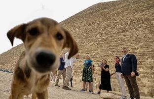 سگ ولگرد اهرام مصر شهرت جهانی پیدا کرد