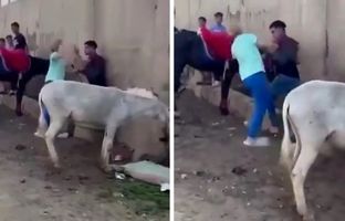 وقتی یک الاغ عامل درگیری بین‌المللی شد! + ویدئو